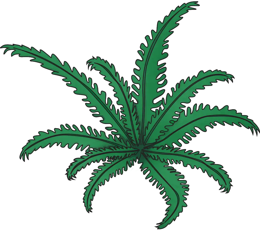 Illustrated Green Fern Leaf