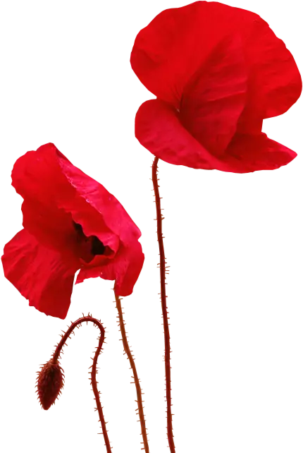 Beautiful Red Poppies