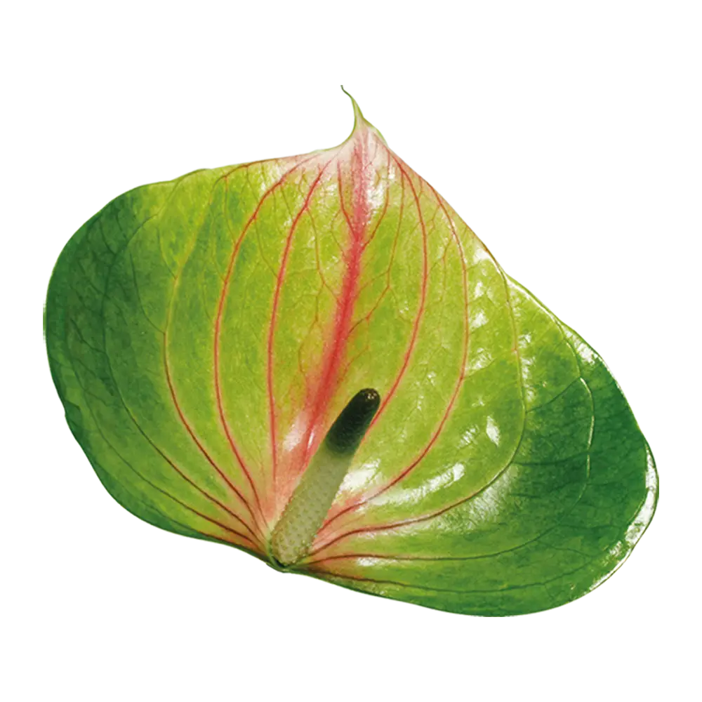 Bright Green Anthurium Leaf