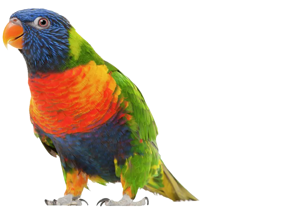 Colorful Parrot with Vibrant Feathers