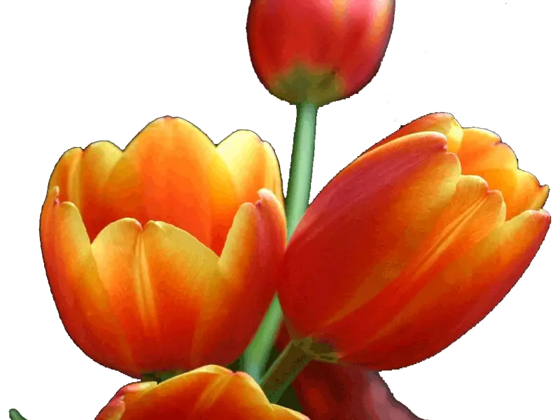 Orange Tulips in Full Bloom