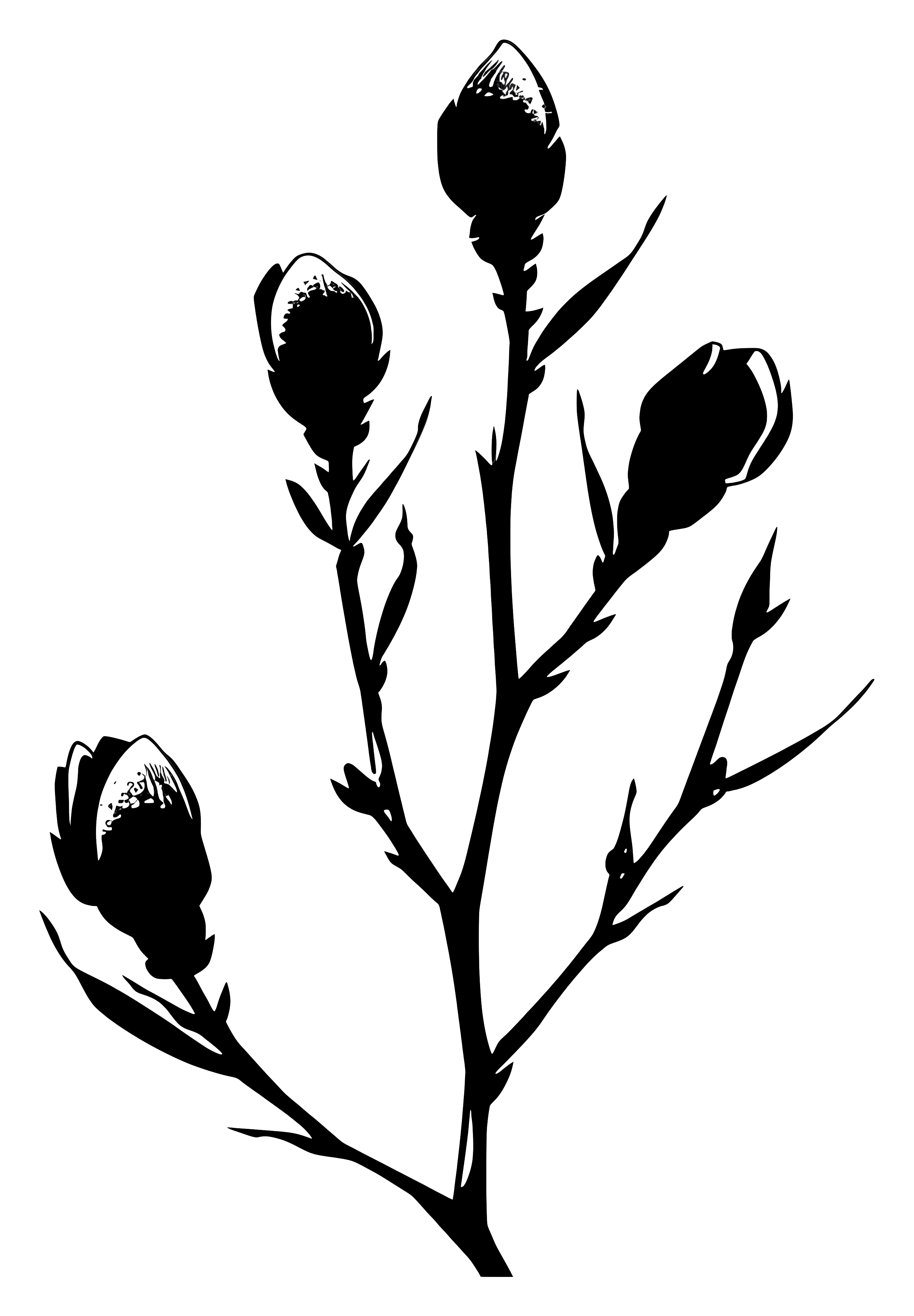Silhouette of Plant with Buds