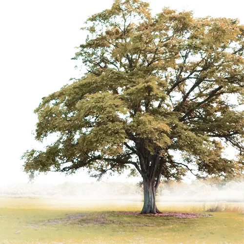 Large Tree in a Field