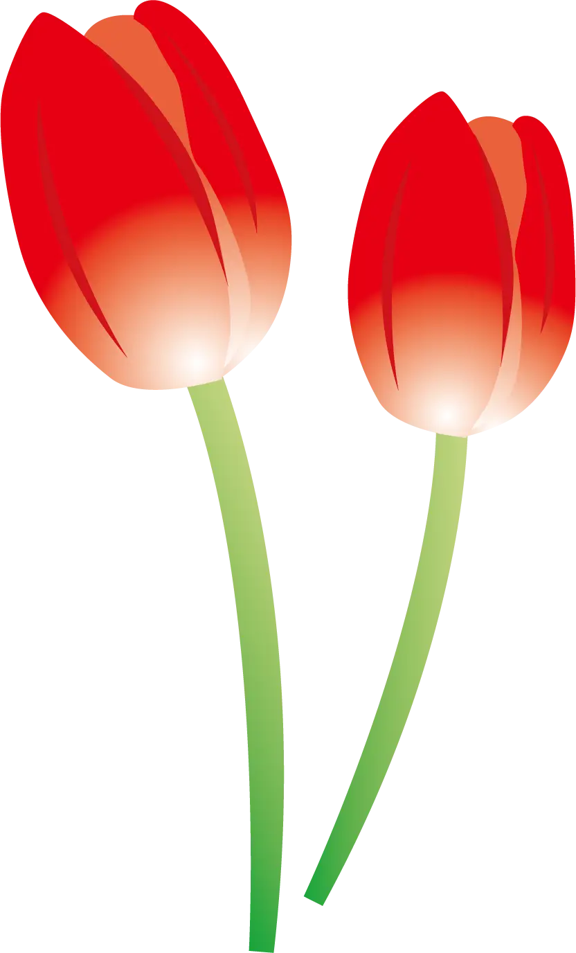 Red Tulips Illustration for Spring Bloom