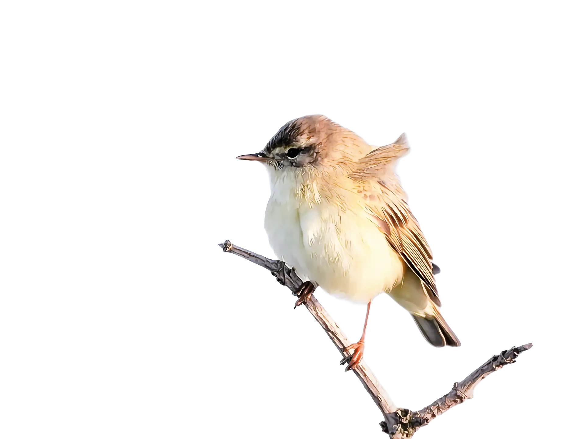 Small Bird Perched on a Branch
