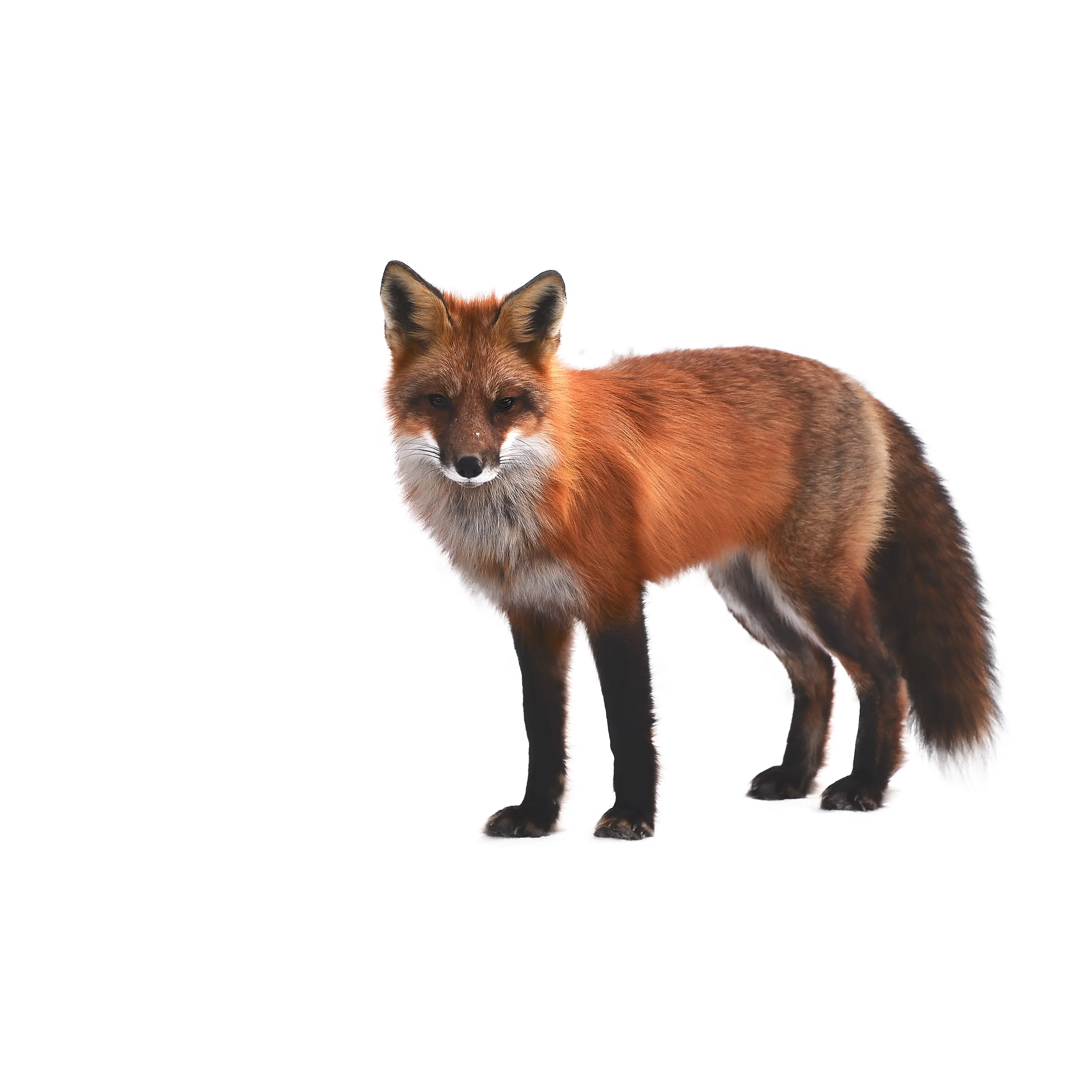 Majestic Red Fox in Nature