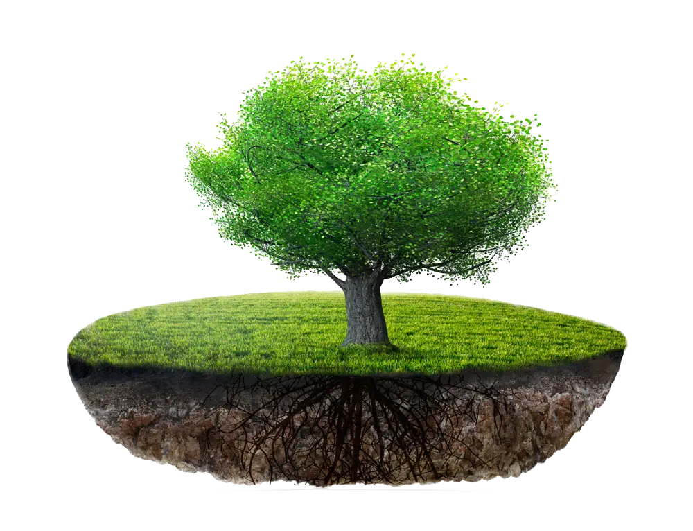 Green Tree with Roots