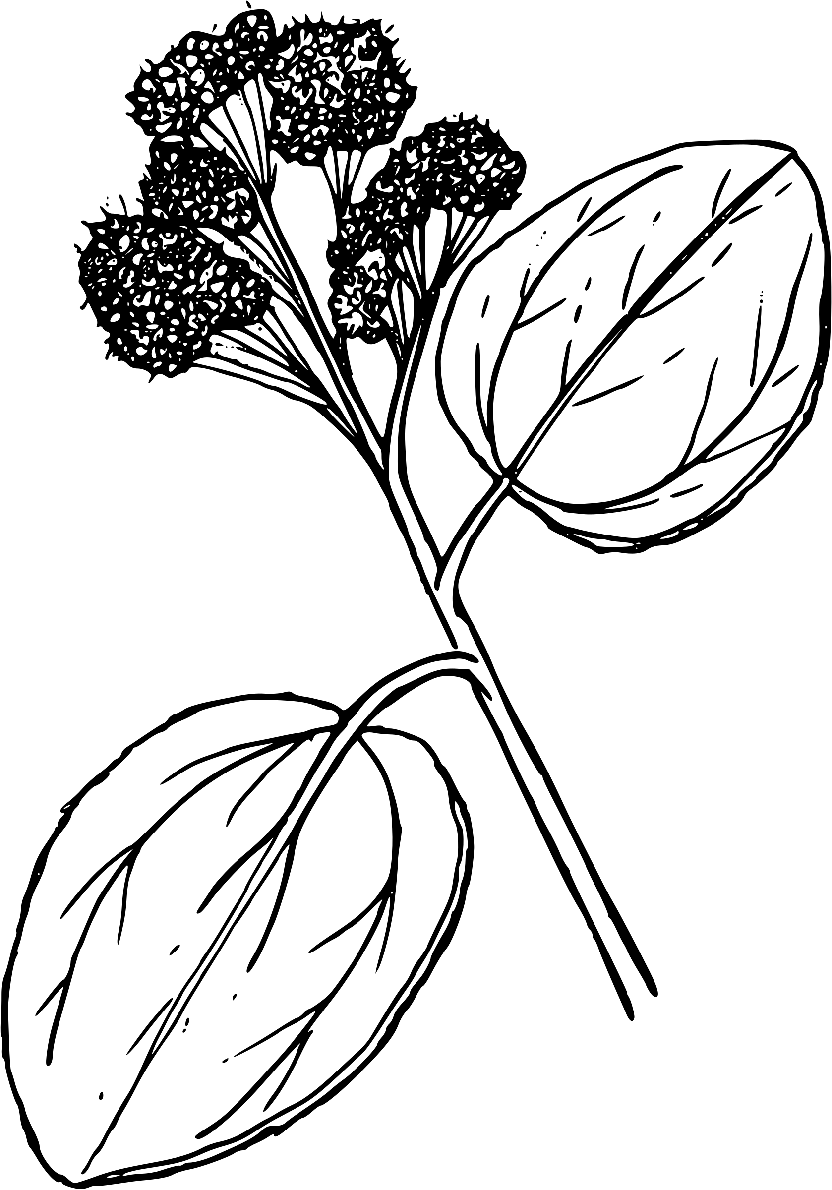 Black and White Botanical Branch Drawing