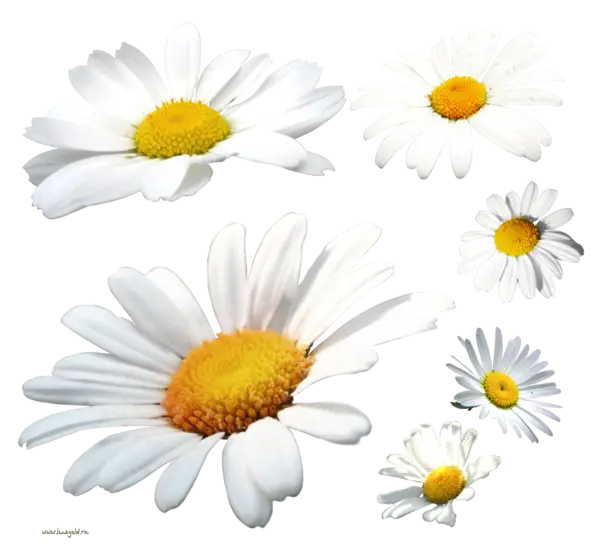 Beautiful White Daisies