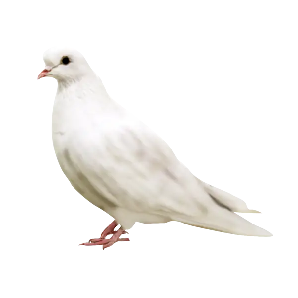 White Dove Symbol of Peace