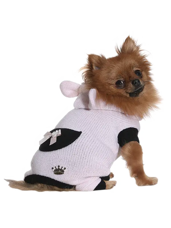 Cute Dog in Sweater