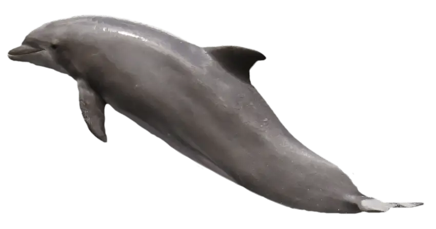Gray Dolphin Illustration