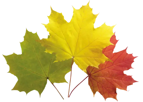 Autumn Maple Leaves in Various Colors Illustration