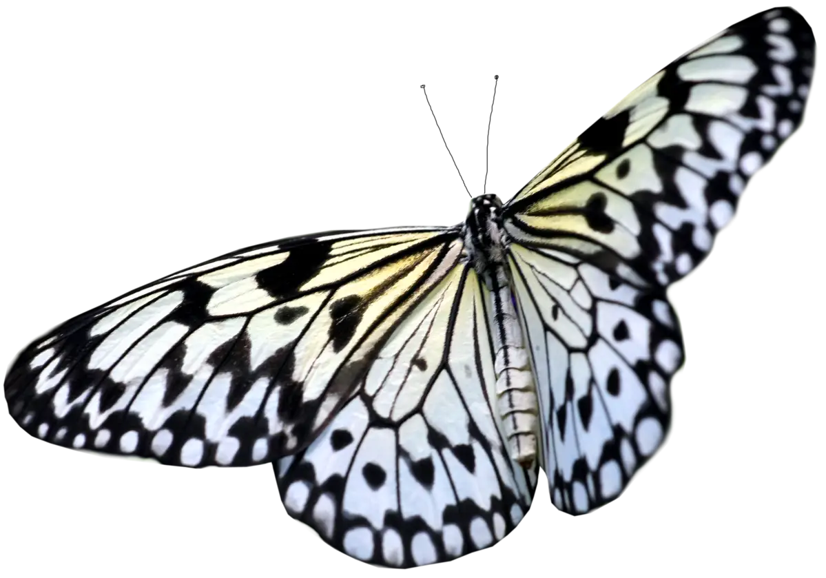Black and White Patterned Butterfly