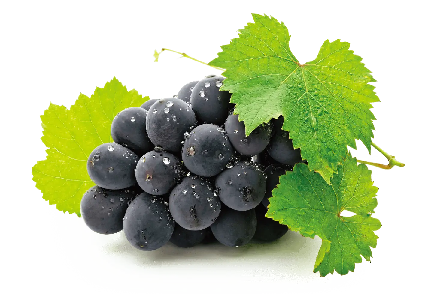 Fresh Black Grapes with Leaves