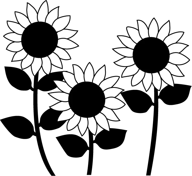 Beautiful Sunflowers in Bloom