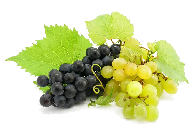 Fresh Black and Green Grapes with Vine Leaves