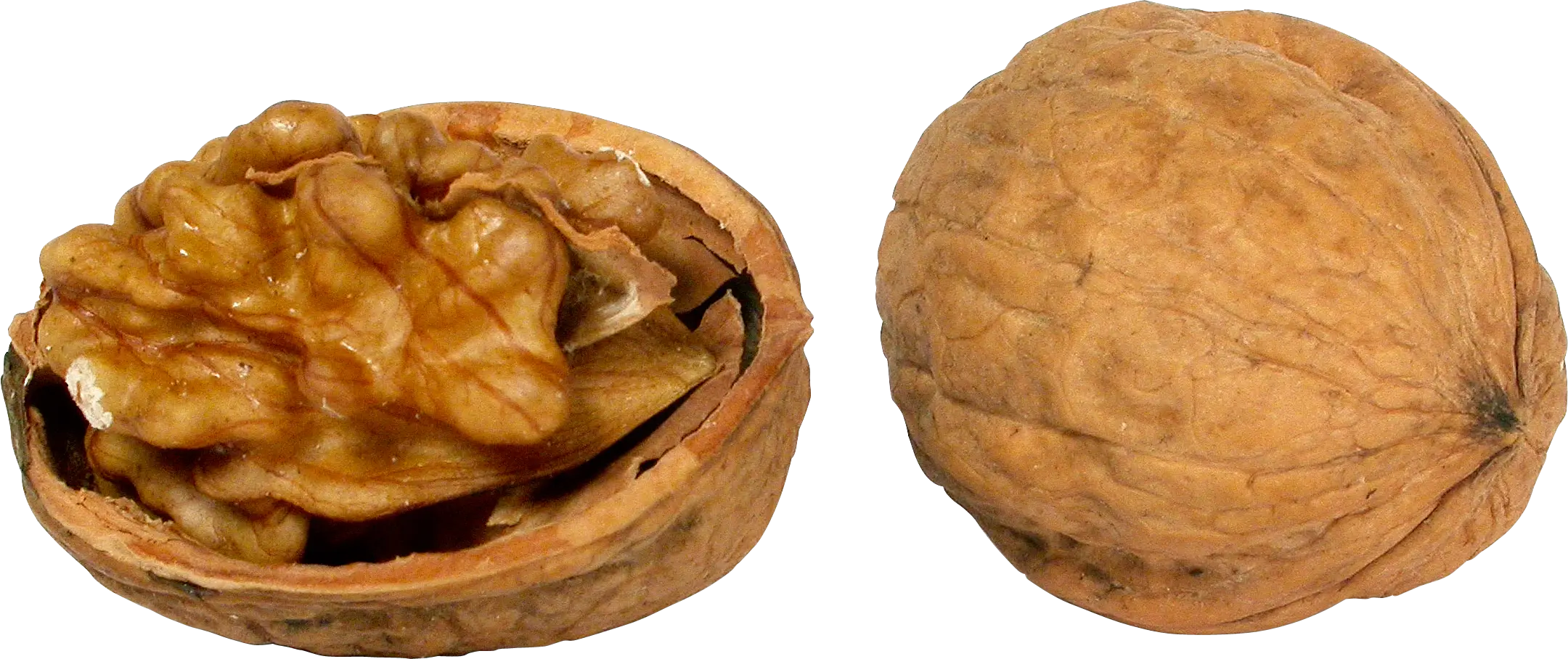 Walnut in Shell and Opened