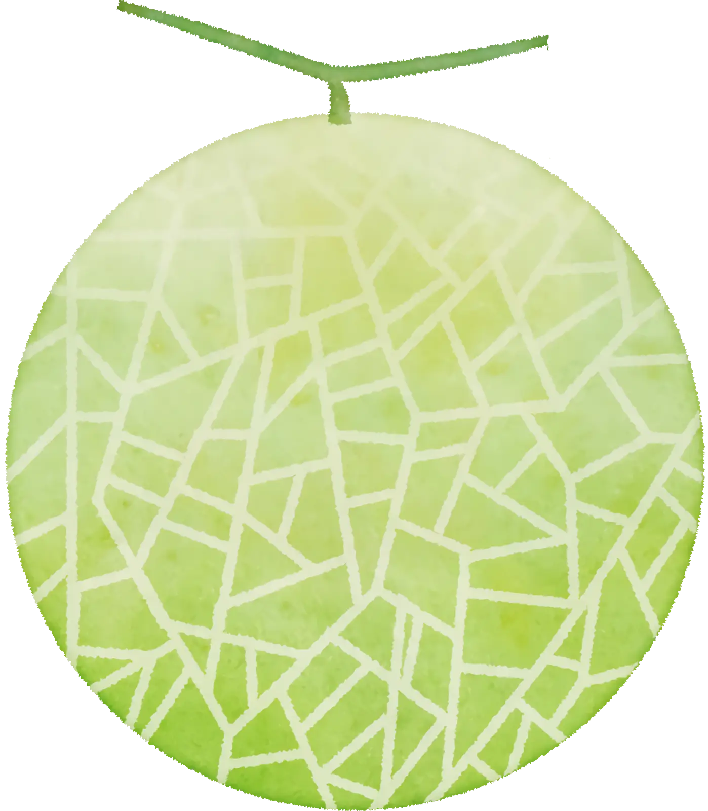 Green Melon Illustration