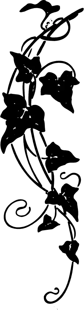Decorative Black Vine Illustration
