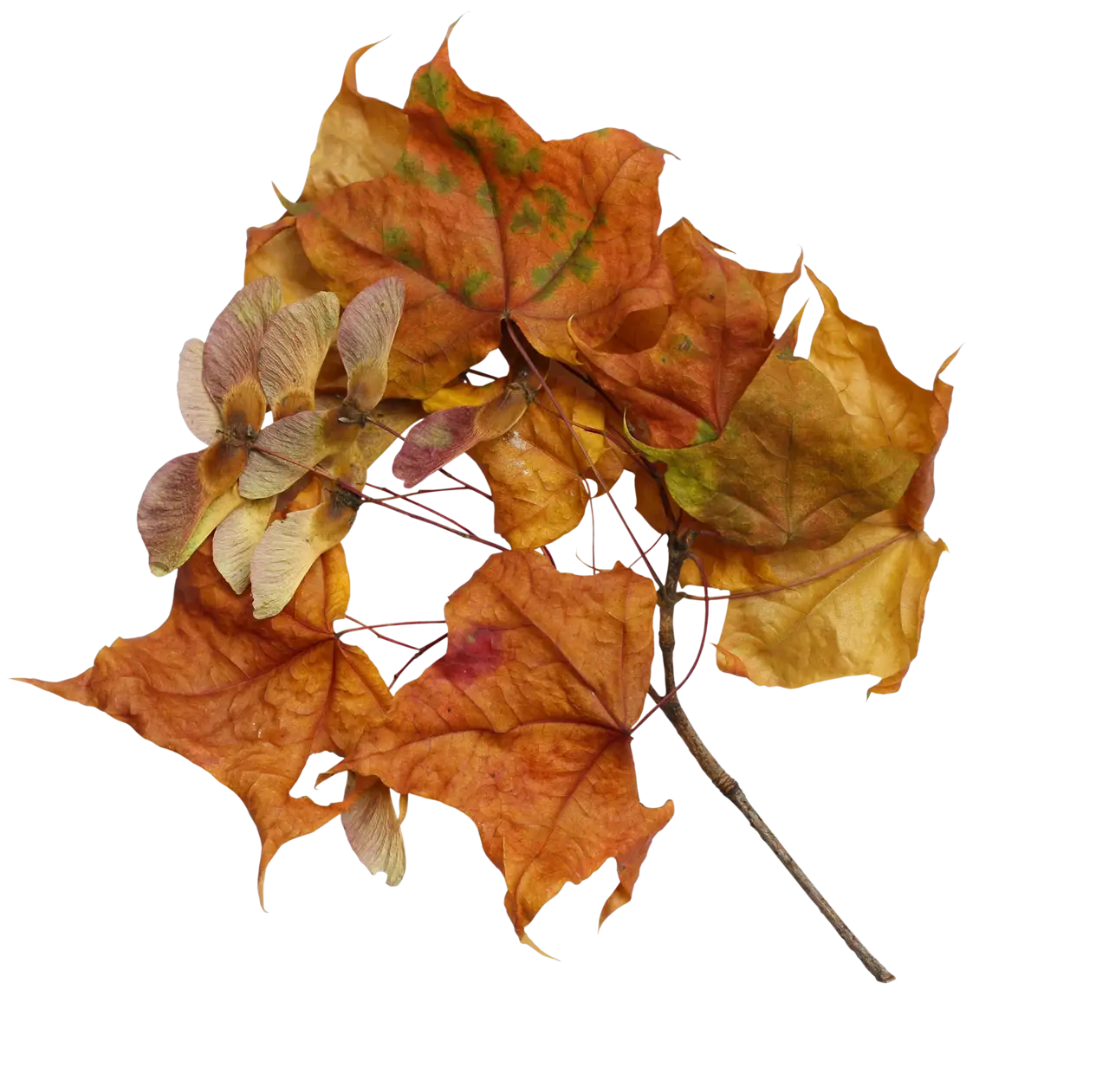 Dry Maple Leaves in Autumn Colors