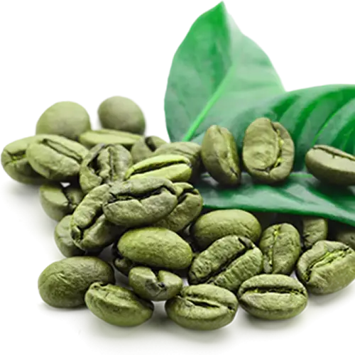 Green Coffee Beans with Leaves