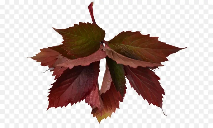 Red Autumn Leaves for Seasonal Decor