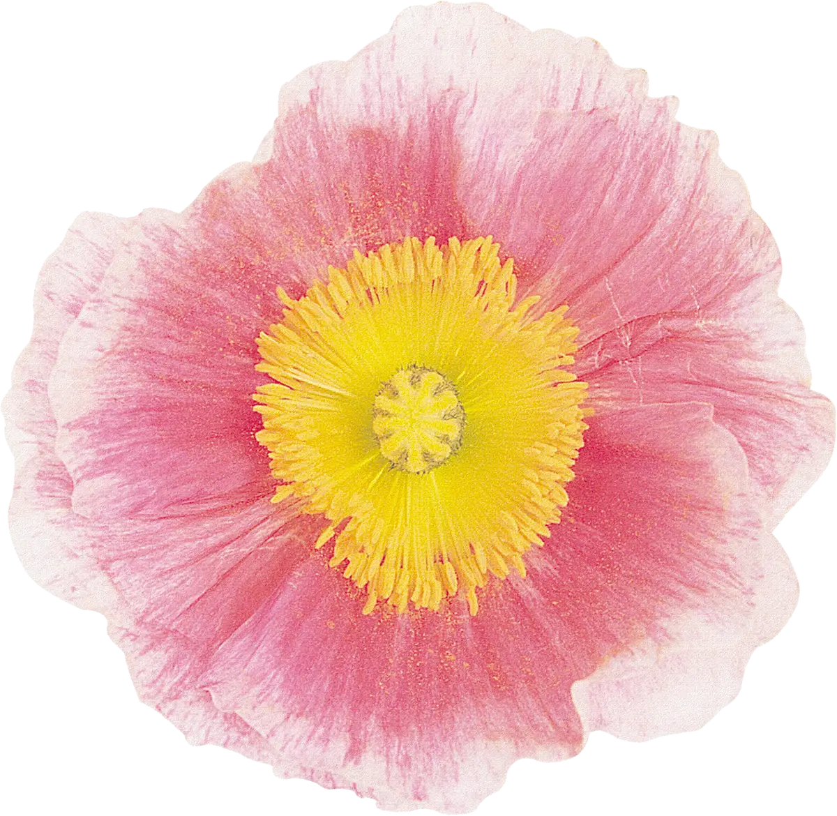 Pink Flower with Yellow Center Illustration