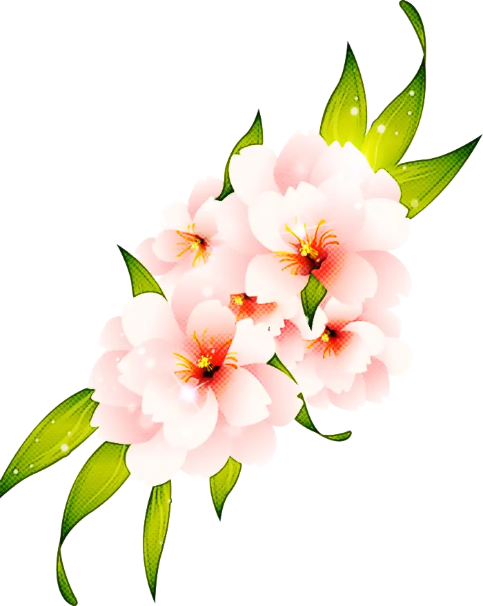 Soft Pink Cherry Blossoms Illustration