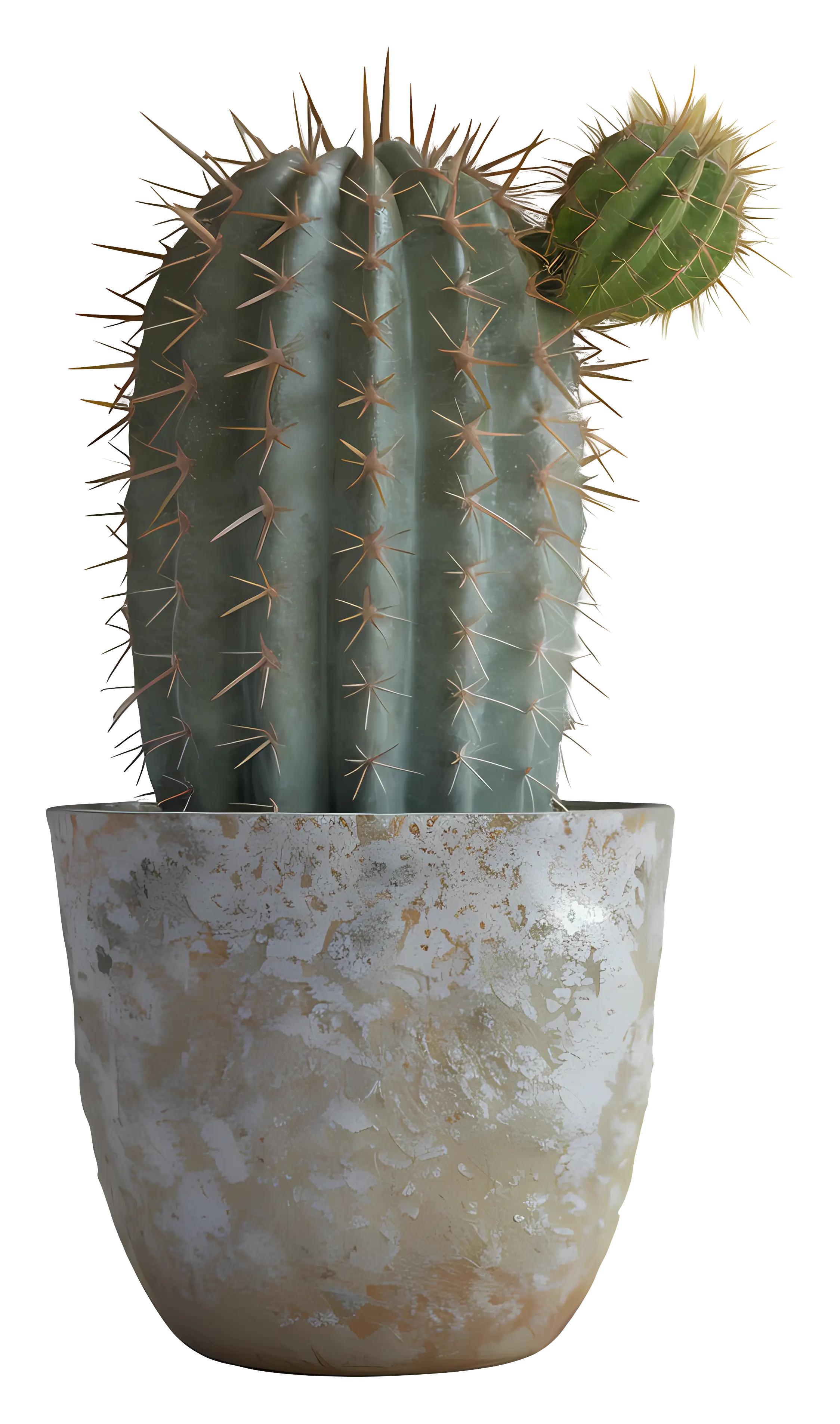 Decorative Potted Cactus Plant