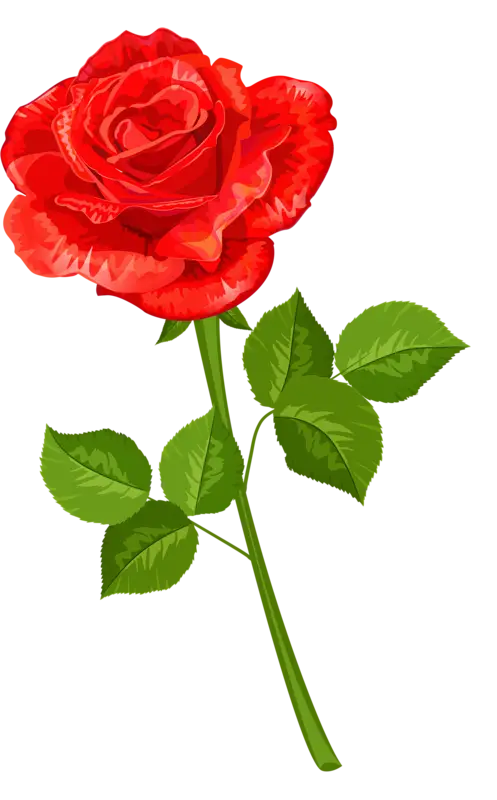 Red Rose Illustration Art