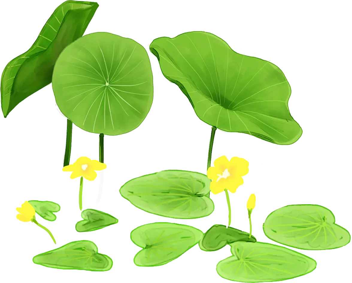 Lotus Leaves and Flowers Illustration