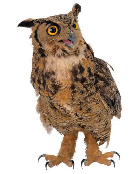 Brown Owl Bird in Nature