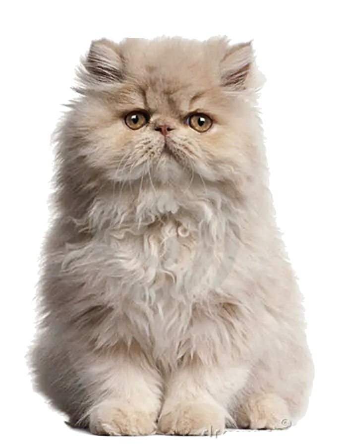 Adorable Fluffy Persian Cat