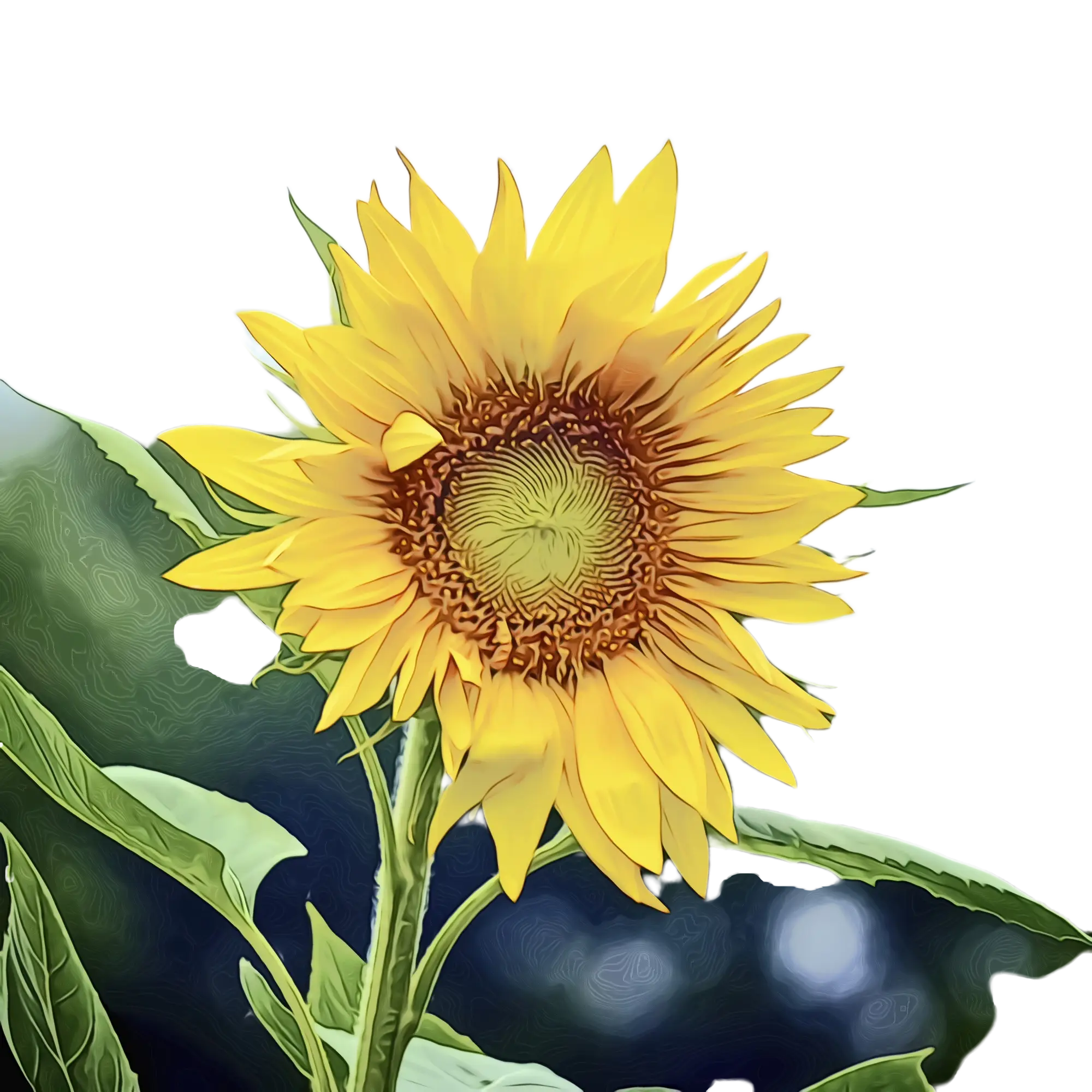 Bright Yellow Sunflower Illustration