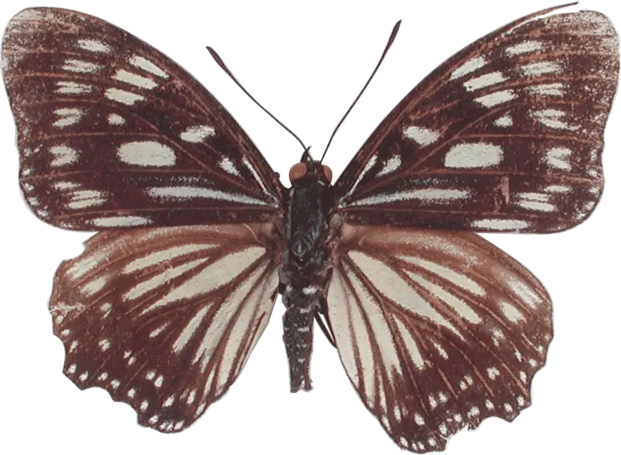 Brown Butterfly Illustration