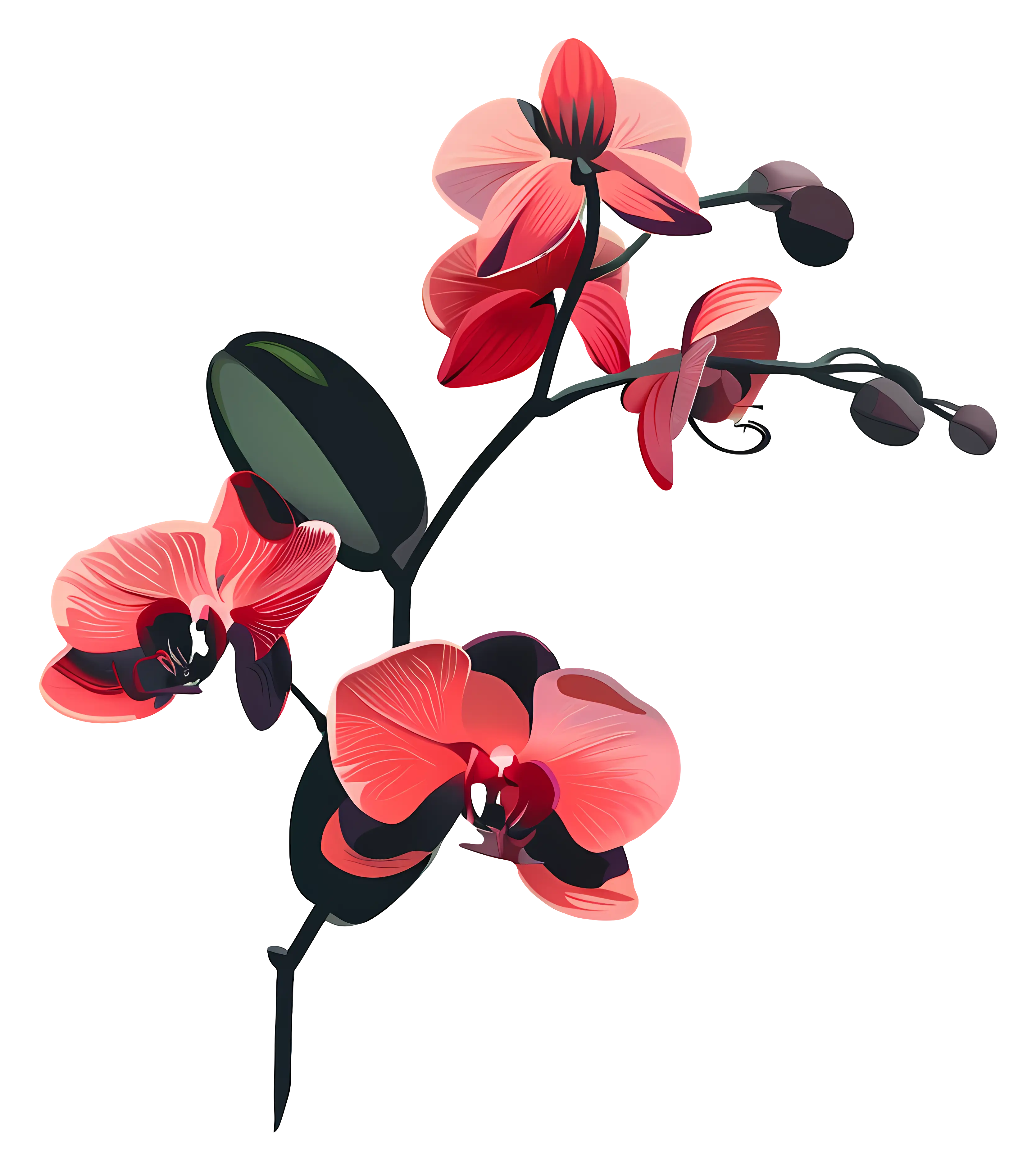 Orchid Flowers in Pink Bloom