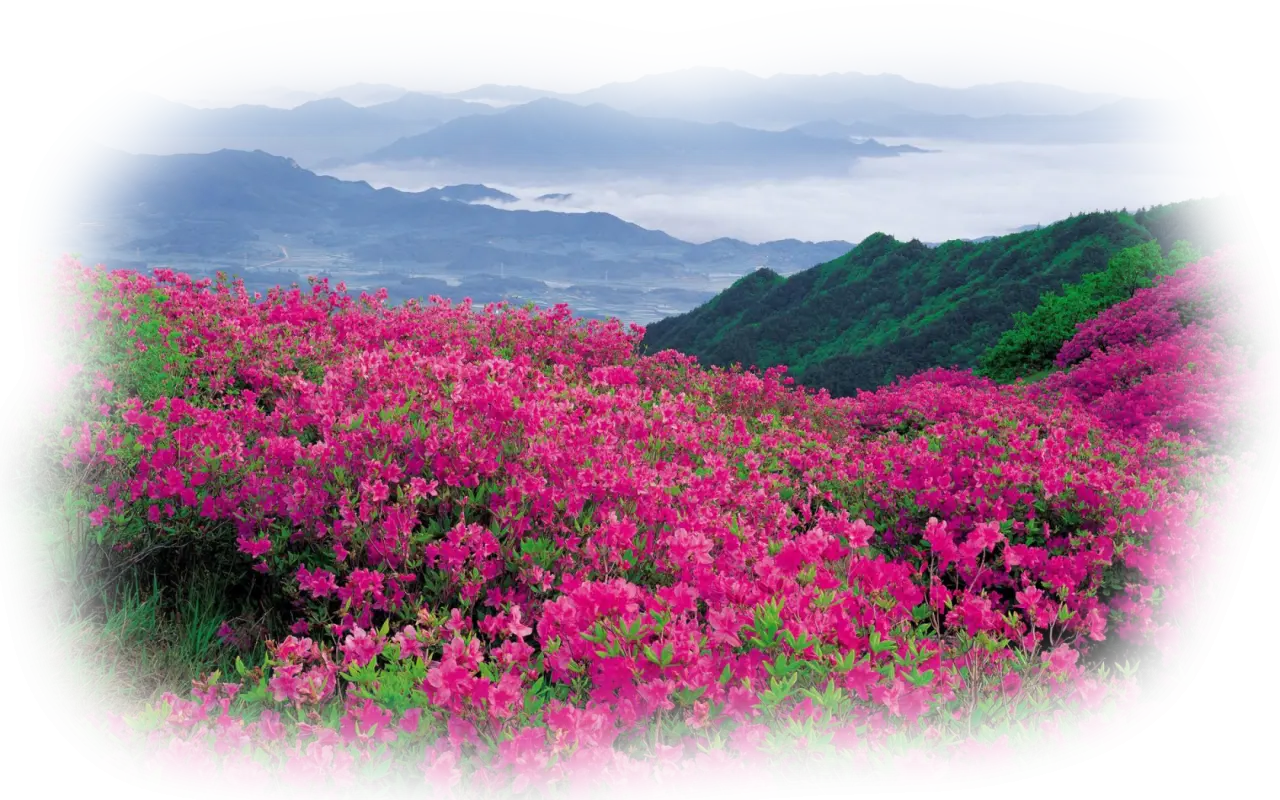 Beautiful Pink Flowers in Mountain Landscape
