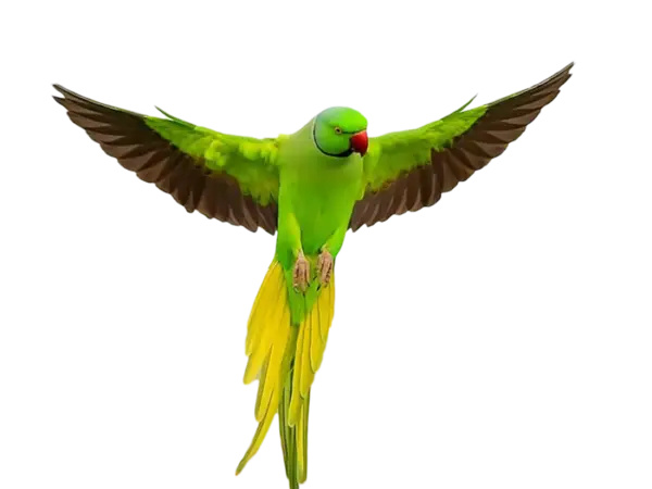 Green Parrot in Majestic Flight