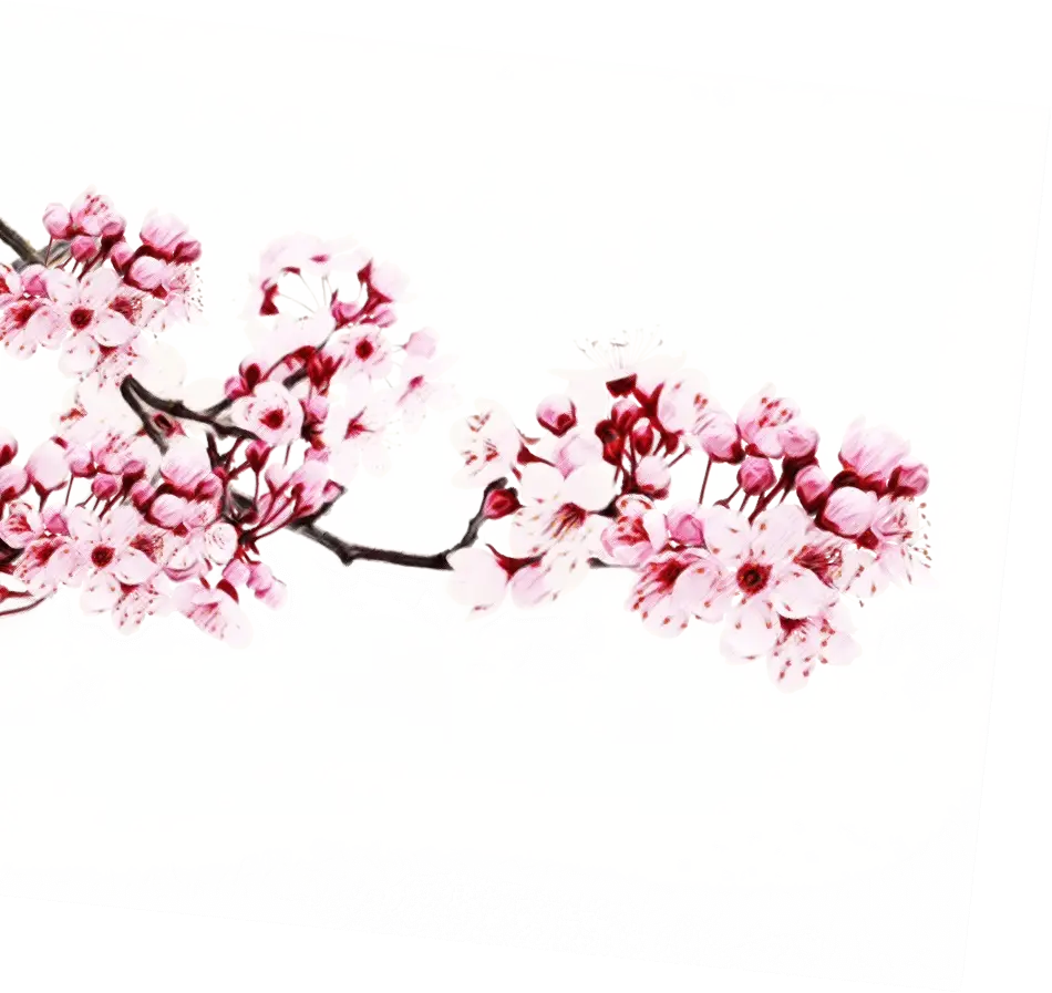 Cherry Blossoms on Branch
