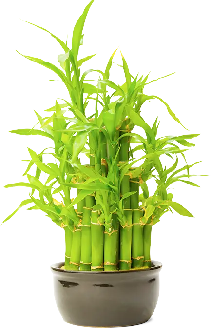 Potted Lucky Bamboo Plant for Indoor Decor