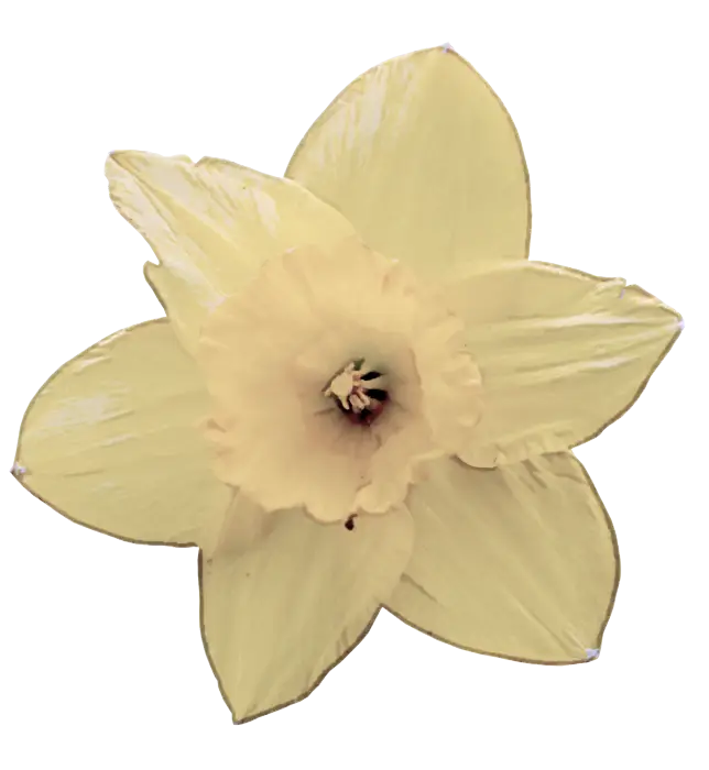 Yellow Daffodil Blossom