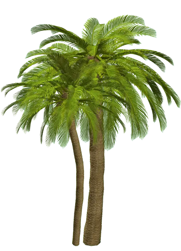Two Palm Trees Representation of Tropical Paradise