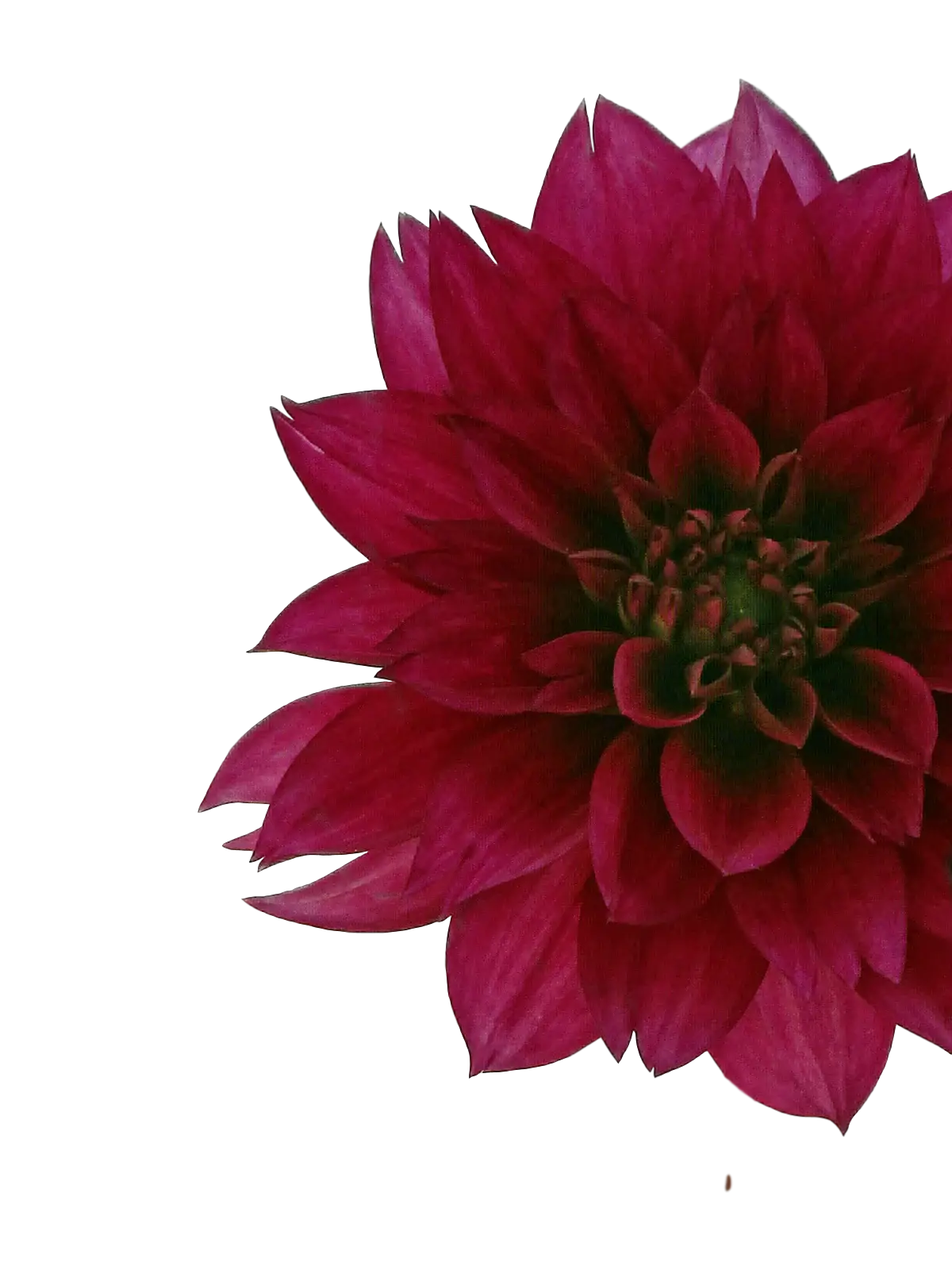 Red Flower Bloom
