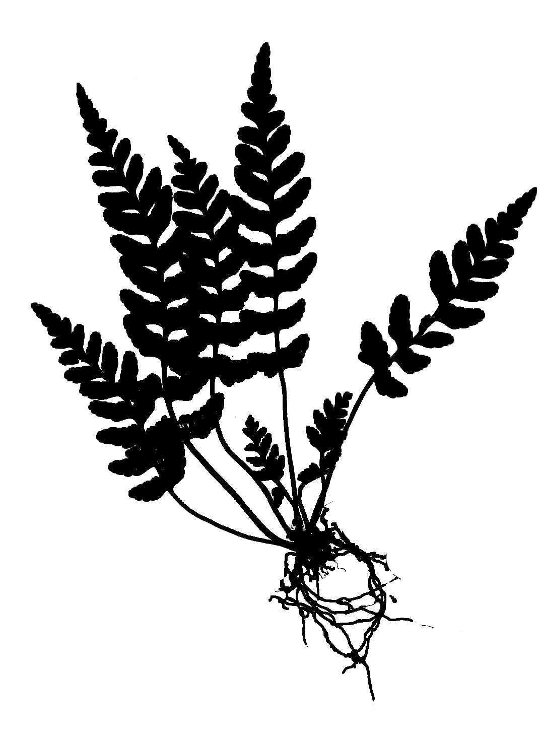 Silhouette of Fern Leaves Illustration