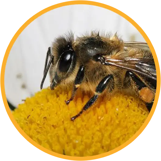 Close-up of Bee on Flower