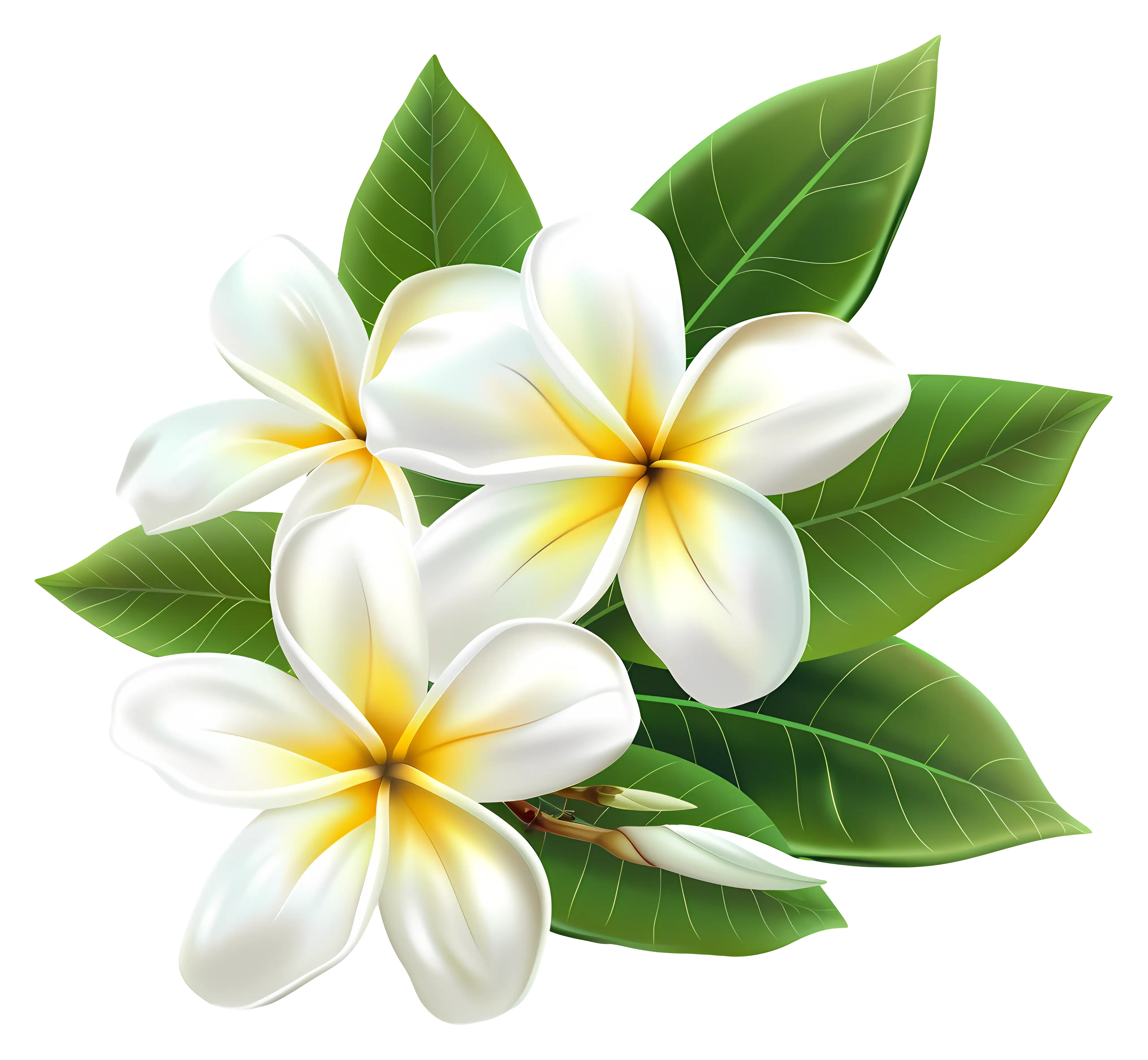 Elegant Plumeria Flower Illustration