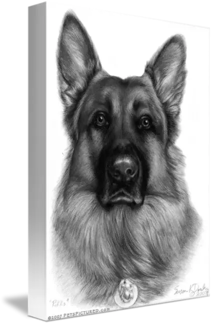 German Shepherd Dog Drawing