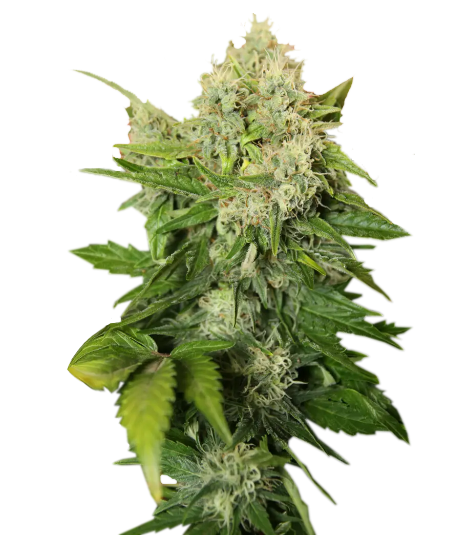 Dense Flowering Cannabis Plant Bud Close-up