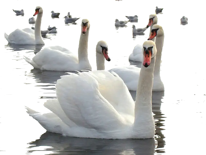 Swans in Water